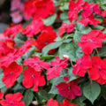 Impatiens Seeds 500 Pack Scarlet Sun & Shade Busy Lizzy Wallflower Garden Patio Shade Planting Live Plant Cutting