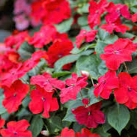 Impatiens Seeds 500 Pack Scarlet Sun & Shade Busy Lizzy Wallflower Garden Patio Shade Planting Live Plant Cutting