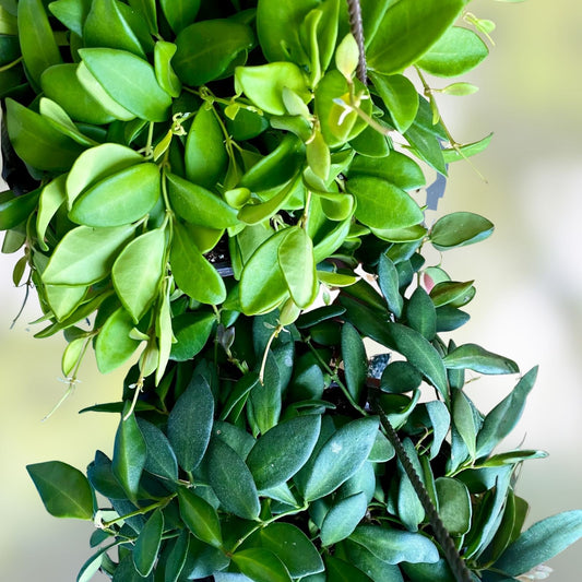 Hoya Cutting - Unrooted Wax Vine Propagation Material - Hoya aff. burtoniae - Indoor Plant Accessory - Easy to Grow