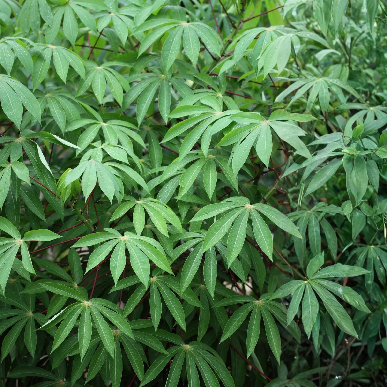 Yuca Cassava Live Cuttings 8-12” Organic Manihot Esculenta Starter Plants 8 Pack Florida Grown