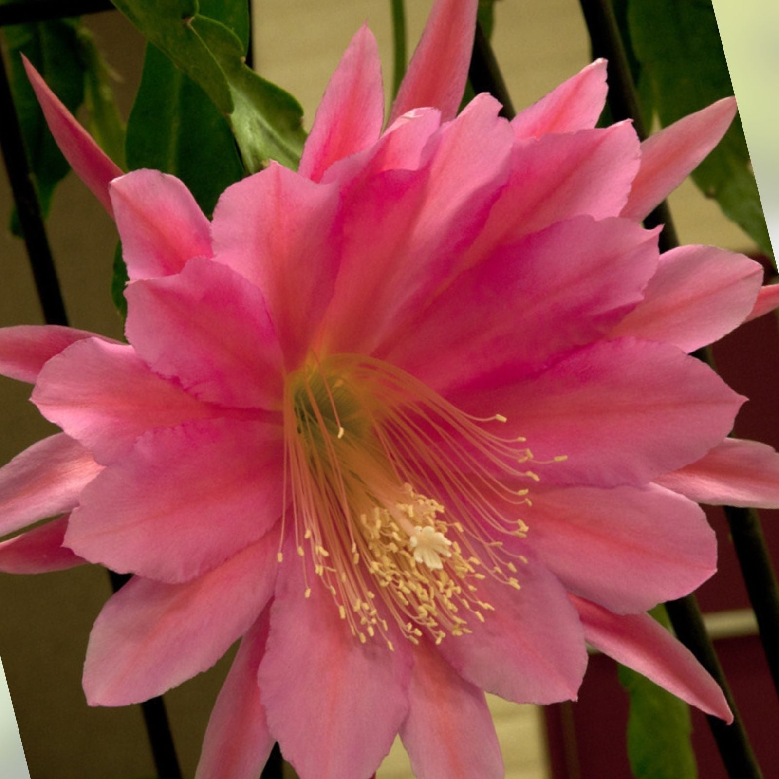 Epiphyllum Cuttings Mystery Color Cactus Succulent Live Plant Starter Houseplant US Seller