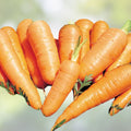 Carrot Seeds Heirloom Danvers Half Long Salad Variety Daucus carota 50+ Starter Plants, Vegetable Seeds, Organic Gardening