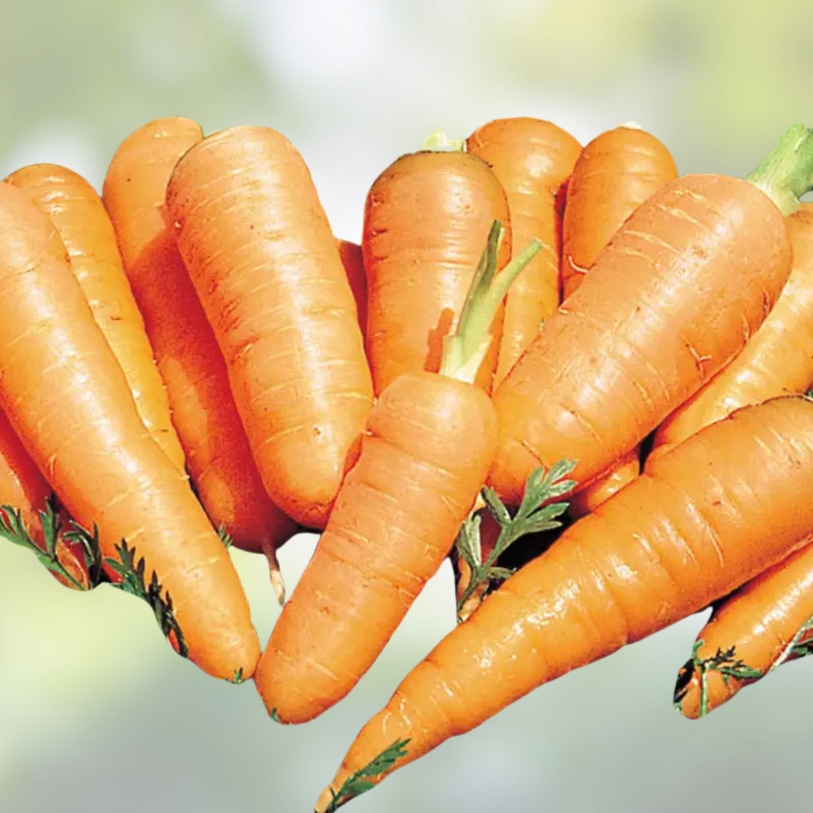 Carrot Seeds Heirloom Danvers Half Long Salad Variety Daucus carota 50+ Starter Plants, Vegetable Seeds, Organic Gardening