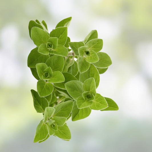 Oregano Seeds 150 Count Culinary Herb for Cooking, Origanum vulgare, Garden Planting, Live Plant, Cutting, Starter Plant