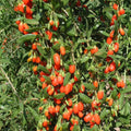 Goji Berry Cuttings Lycium barbarum Live Fruit-Bearing Plant Starter Lot of 10