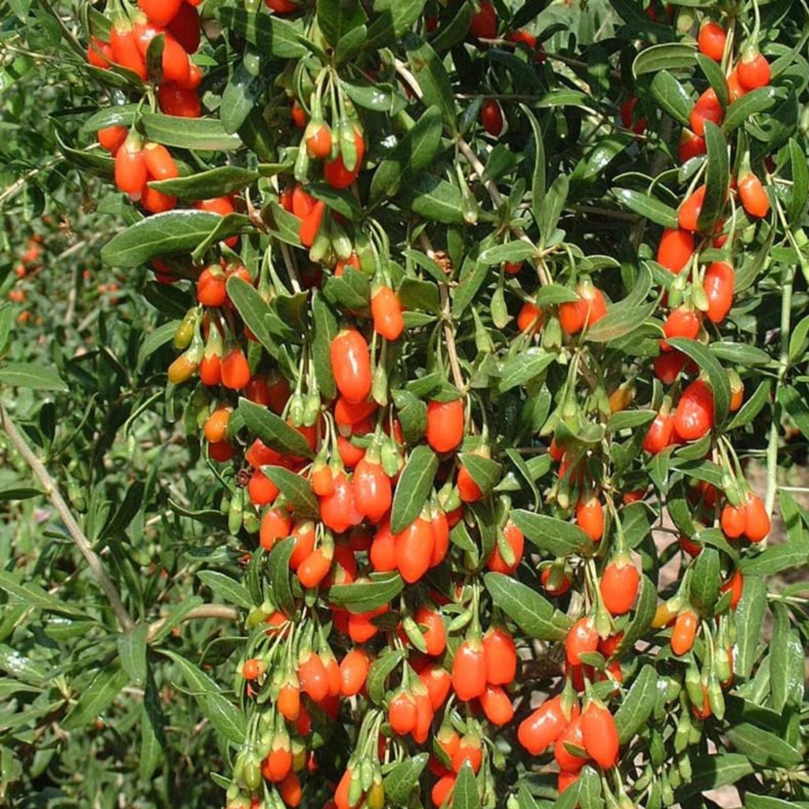 Goji Berry Cuttings Lycium barbarum Live Fruit-Bearing Plant Starter Lot of 10