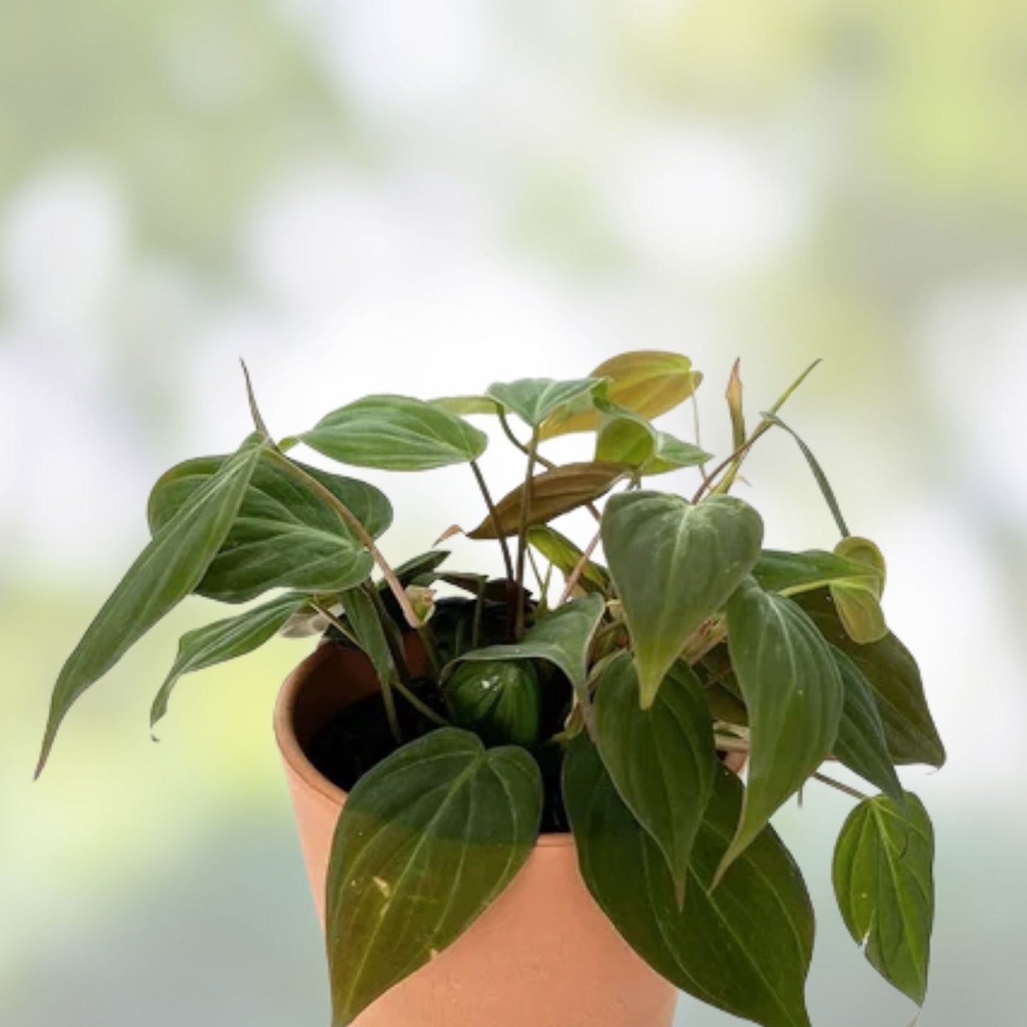 Philodendron Micans Cuttings - Velvety Houseplant Starter Plants - Live Clippings for Propagation - 3 Pack - New Harvest Quality