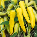 Sweet Banana Pepper Seeds 500 Pack Heirloom Non-GMO Capsicum annuum Yellow Mild Pepper Live Plant Cutting