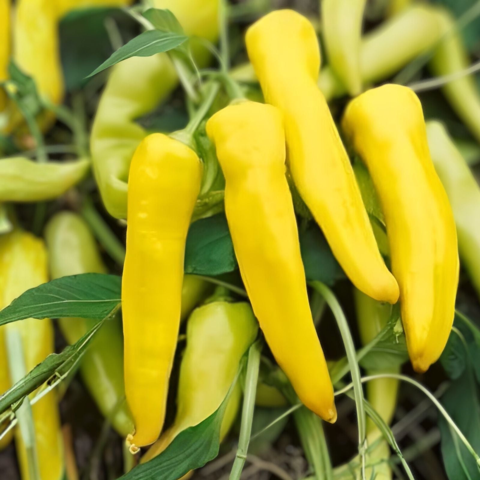 Sweet Banana Pepper Seeds 500 Pack Heirloom Non-GMO Capsicum annuum Yellow Mild Pepper Live Plant Cutting