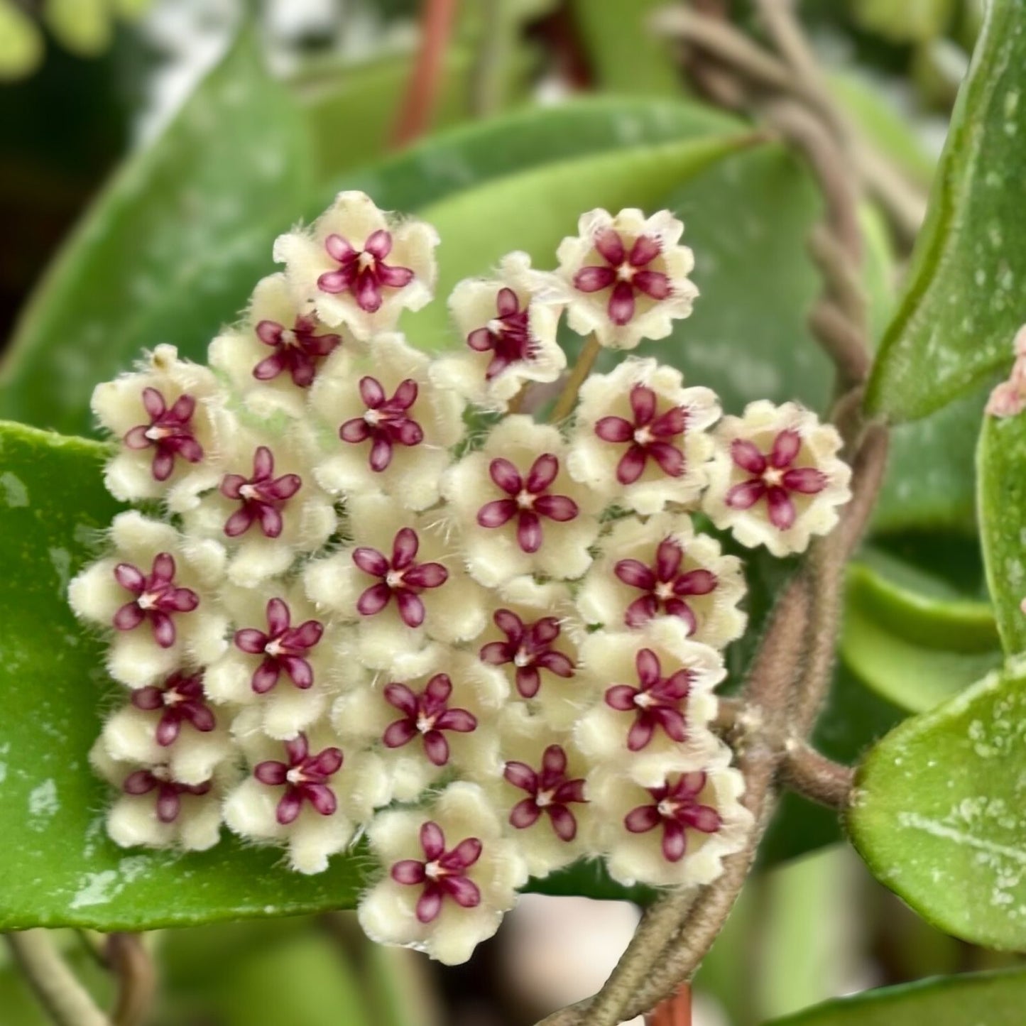 Hoya Phuwuaensis Plant 3.25" Pot - Rare Wax Vine Tropical Houseplant with Beautiful Flowers