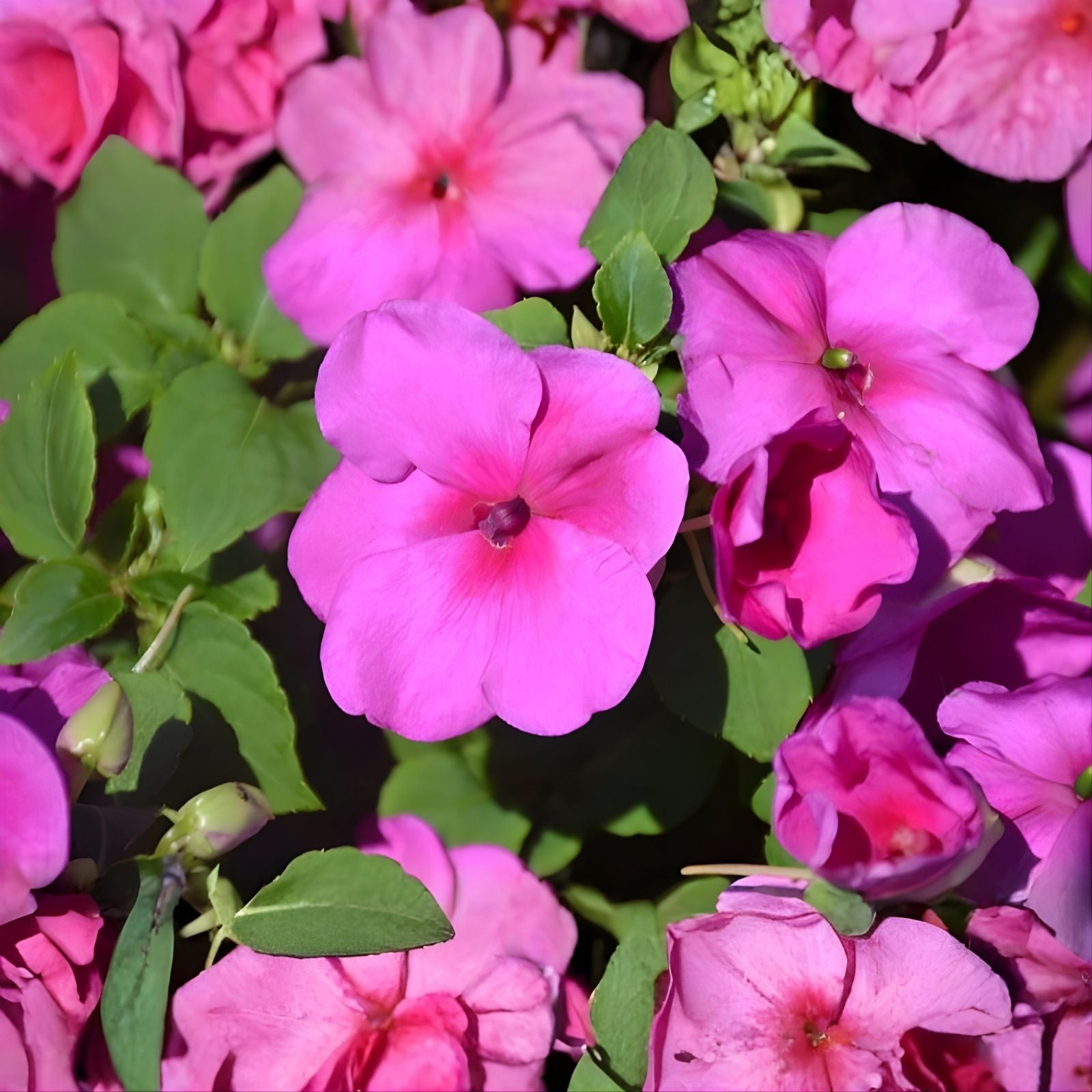 Busy Lizzy Impatiens Xtreme Lilac Seeds 500 Count Non-GMO Annual Flower Seeds for Garden Containers