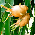 Orange Dragon Fruit Cuttings 16-24" Hylocereus undatus Tropical Cactus Live Plant for Garden
