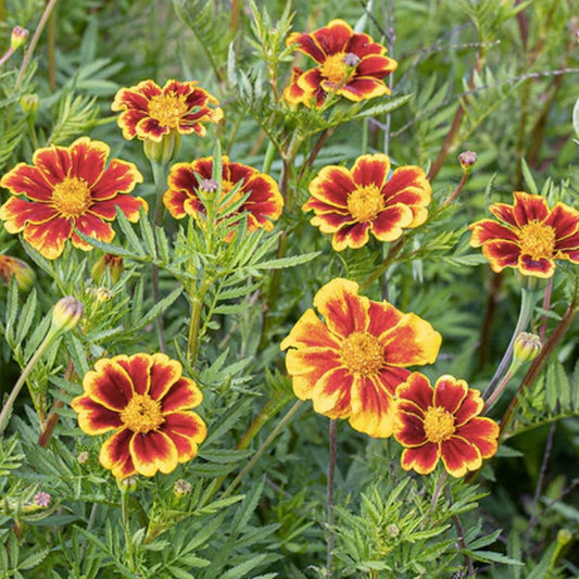 Marigold Seeds 500 Count – Tagetes spp. – Multi-Colored Flower Seeds for Garden Planting, Live Plant, Cutting, or Bare Root