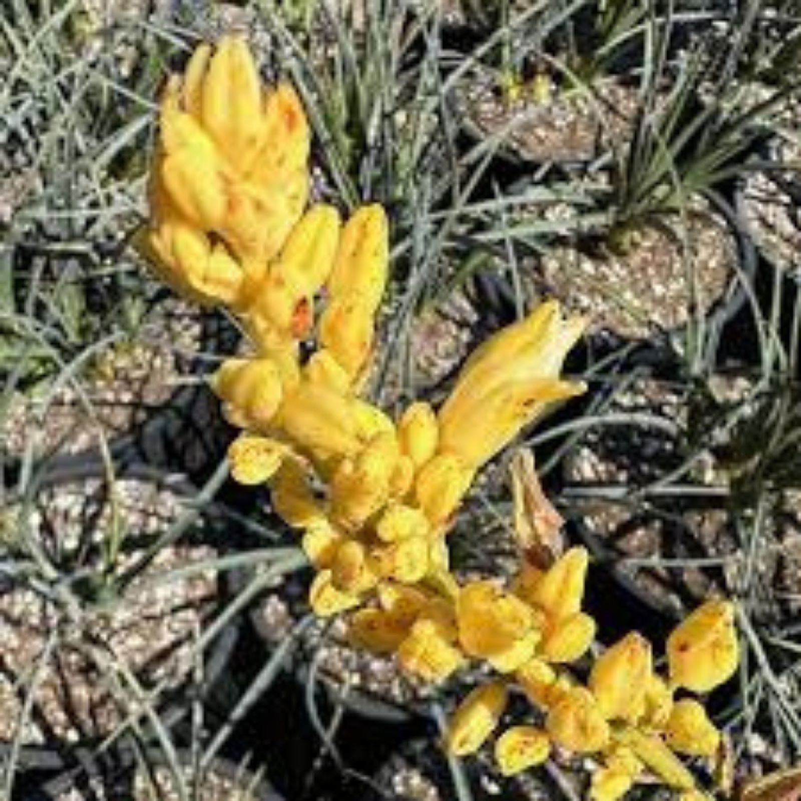 Texas Yucca Seeds 30 Pack, Hesperaloe parviflora, Drought-Tolerant Perennial, Yellow Flower, Xeriscape Plant, Live Seeds, Starter Plant