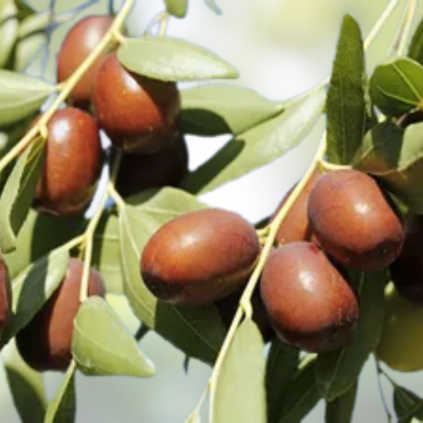 Jujube Tree Cuttings 10" Wild Rootstock for Taiwan Thai Indian Varieties Ziziphus jujuba