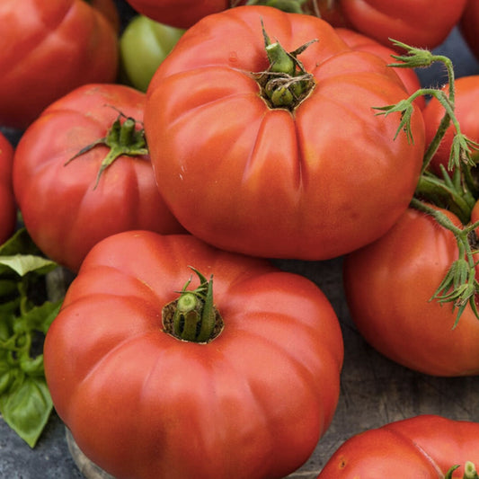 Organic Beefsteak Tomato Seeds Heirloom Non-GMO Vegetable Seeds for Home Garden, Solanum lycopersicum
