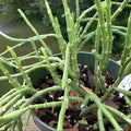 Sarcostemma Viminale Tropical Succulent Plant 4-Inch Pot Rare Green Indoor Houseplant Live Cutting