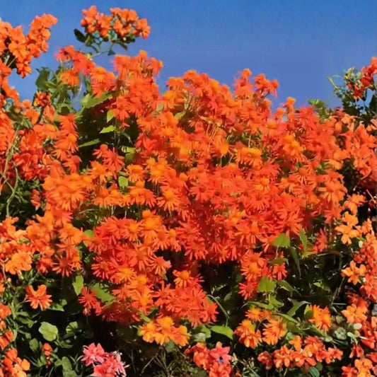 Mexican Flame Vine Cuttings 10 Pack, Pseudogynoxys Chenopodioides, Ornamental Climbing Plant, 5-7 Inches, Live Starter Plants