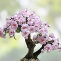 Peacock Flower Seeds 10 Red Caesalpinia pulcherrima Tropical Flowering Plant Seeds - New Harvest Quality