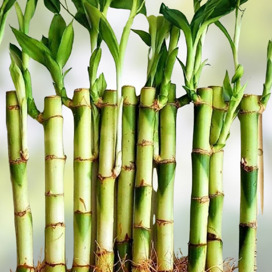 Lucky Bamboo Plants 6 Inch 10 Pack – Indoor Feng Shui Dracaena sanderiana Live Starter Plants, Houseplants, Bare Root Cuttings