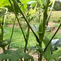 Okra Seeds 500 Count Perkins Long Pod Heirloom Non-GMO Abelmoschus esculentus Vegetable Seeds