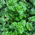 Brazilian Spinach Cuttings - Samba Lettuce Sissoo Spinach Edible Leaf Plant Starter Live Plant