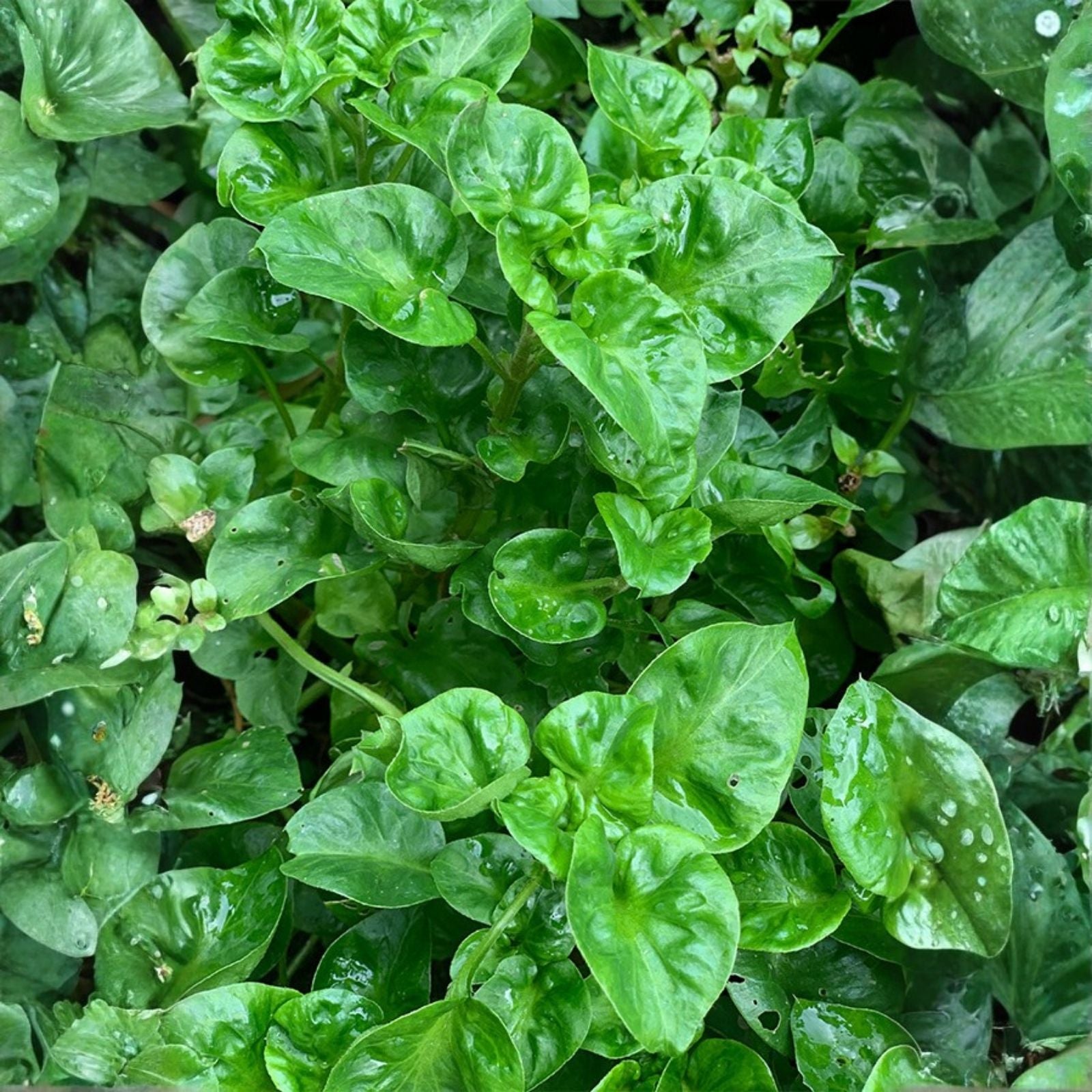 Brazilian Spinach Cuttings - Samba Lettuce Sissoo Spinach Edible Leaf Plant Starter Live Plant