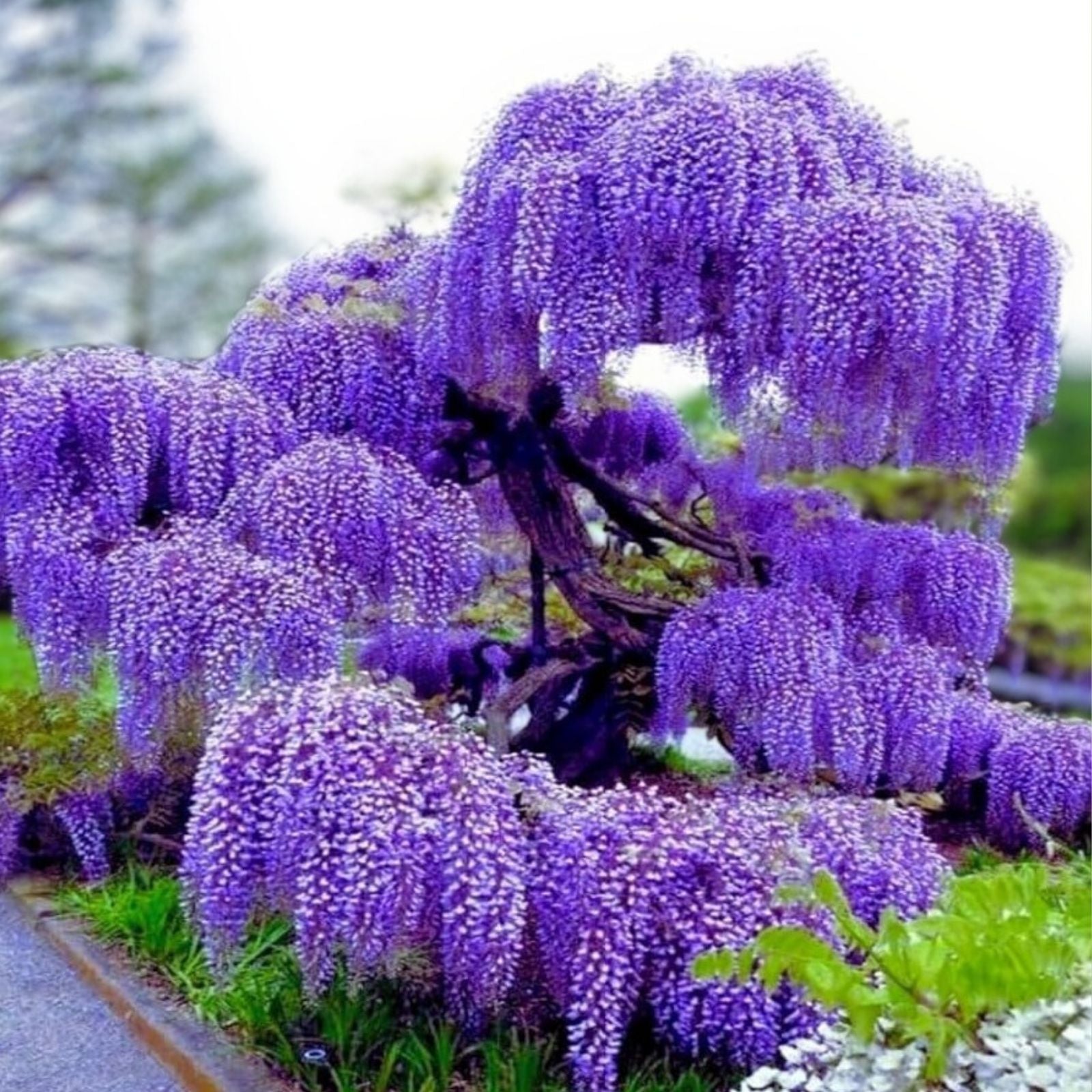 Wisteria sinensis Live Plant, 2 Rooted Vines, Purple Flowering Climbing Garden Vine, Houseplant, Outdoor Plant, Starter Plant
