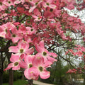 Cherokee Brave Dogwood Tree 16" Live Plant Bare Root Cornus florida Reddish Pink Blooms Fast Growing