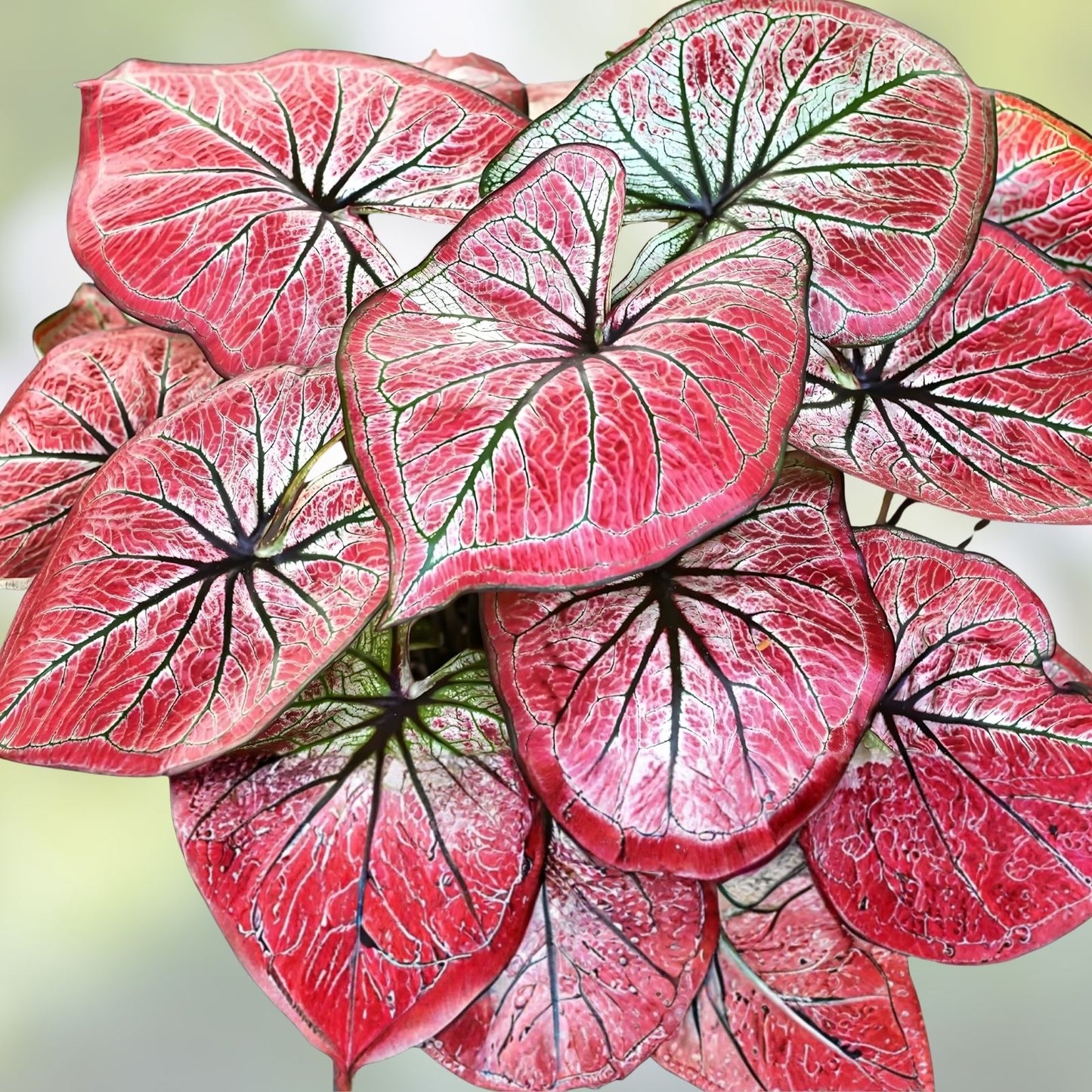 Scarlet O'Hara Caladium Bulbs 6 Pack | Colorful Perennial Houseplant, Live Plant, Cutting, Bulb, Caladium bicolor
