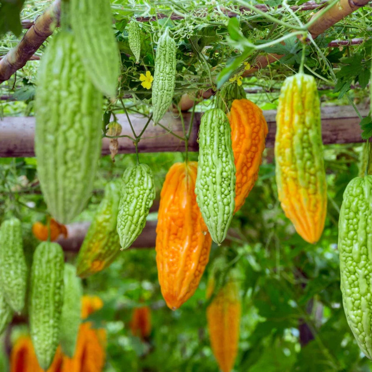 Bitter Gourd Vine Seeds 20 Pack Green Bitter Melon Vegetable Seeds Momordica charantia Gardening Supplies