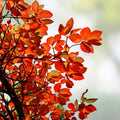 Blackgum Tree Live Plant Nyssa sylvatica Bare Root Shade Tree 12-24 inches Fall Color Native Plant