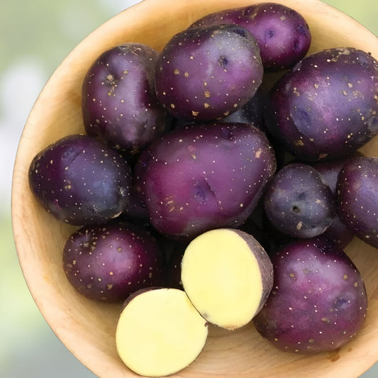 Harvest Moon Baby Seed Potatoes for Planting, Organic Heirloom Solanum tuberosum, Small Seed Potatoes, Fast Growing