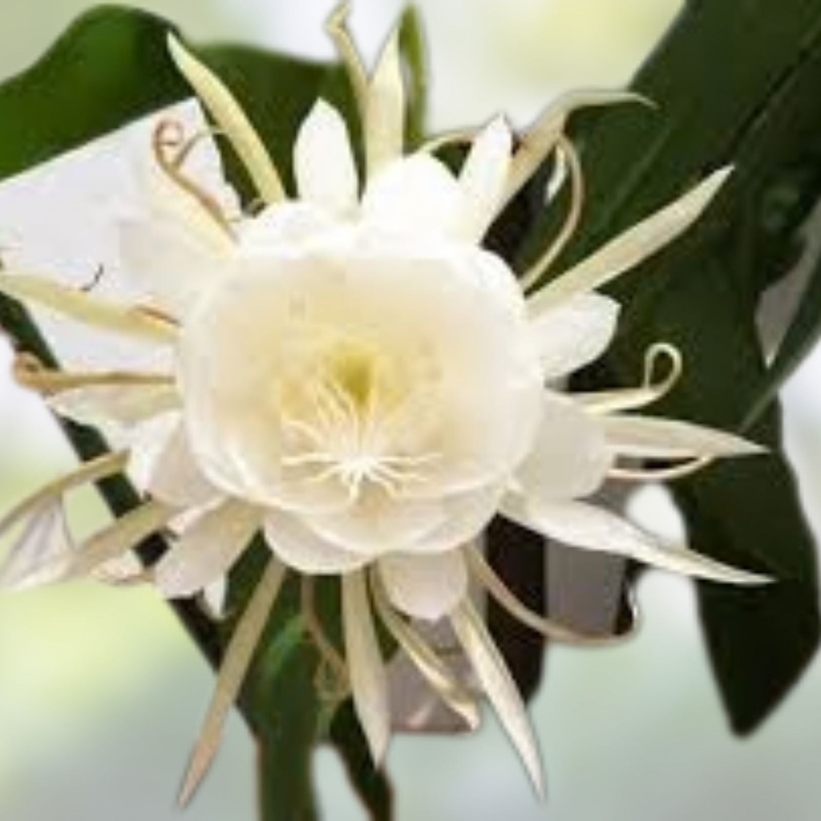 Epiphyllum Oxypetalum Plants | 5 Live Queen of the Night Orchid Cactus | Exotic Houseplant Collection | Fast Growing