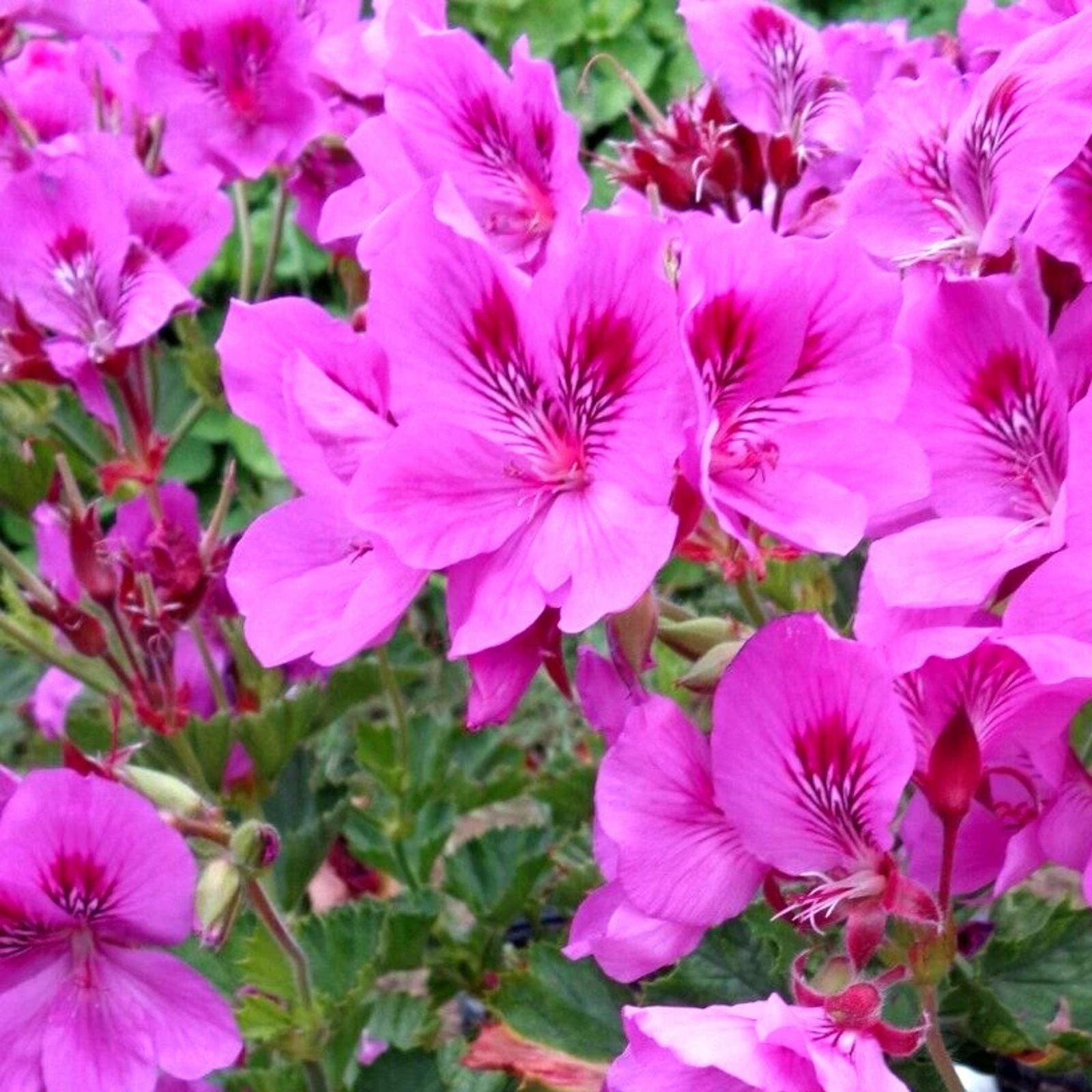 Purple Pink Pelargonium Cuttings 3-Pack | Regal Geranium Live Plant | Pelargonium x hortorum Starter Plants