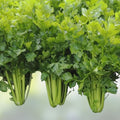 Utah Celery Seeds Tall Non-GMO Heirloom Vegetable Seeds 100 Pack for Home Gardening Apium graveolens