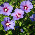Rose of Sharon Hibiscus Syriacus Flowering Bush Cuttings, Hardy Garden Plant Propagation, Fast Growing Shrubs