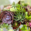 10 Piece Aeonium Succulent Cuttings Set Live Plants for Propagation Houseplants Gardening