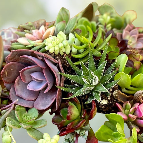 10 Piece Aeonium Succulent Cuttings Set Live Plants for Propagation Houseplants Gardening