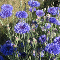 Dwarf Blue Bachelor Button Seeds 100 Count - Ornamental Border Flower - Centaurea cyanus - Live Plant, Cutting, or Starter Plant