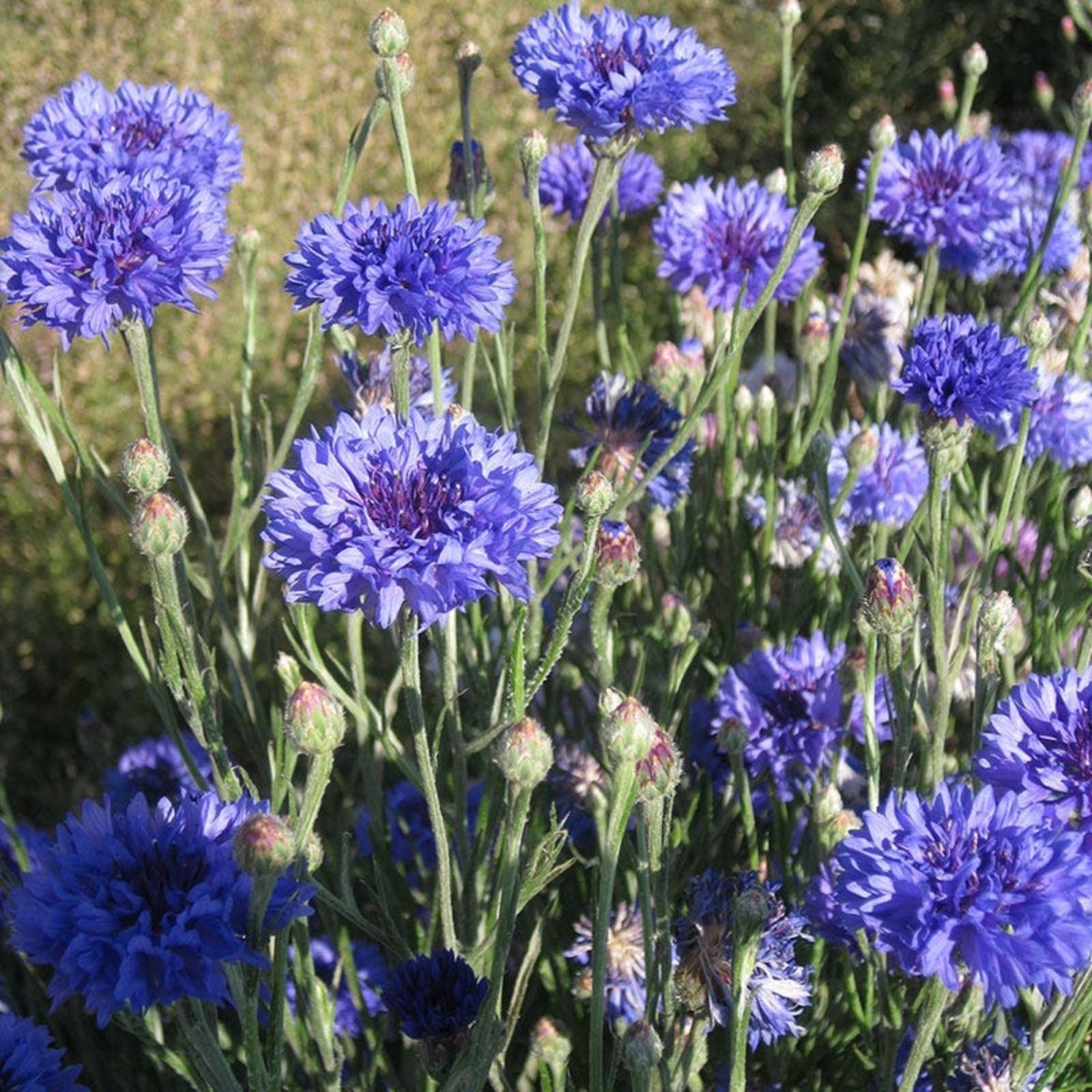 Dwarf Blue Bachelor Button Seeds 100 Count - Ornamental Border Flower - Centaurea cyanus - Live Plant, Cutting, or Starter Plant