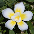 Rooted Plumeria Plant Cutting Bali Whirl 10-Petal Fragrant Flowering Houseplant, Live Plant, Starter Plant