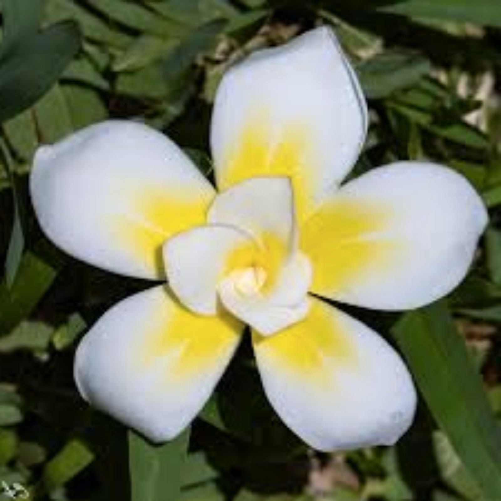 Rooted Plumeria Plant Cutting Bali Whirl 10-Petal Fragrant Flowering Houseplant, Live Plant, Starter Plant