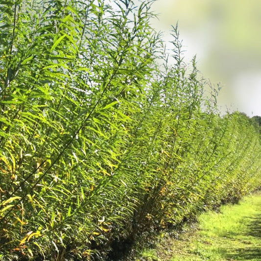 Hybrid Willow Tree Cutting 3-6 ft Fast Growing Privacy Shade Salix x pendulina Live Plant Bare Root Starter