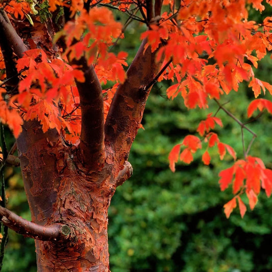 Paperbark Maple Tree Seeds, Acer griseum, Ornamental Tree, Peeling Cinnamon Bark, Fast Growing Seeds for Planting