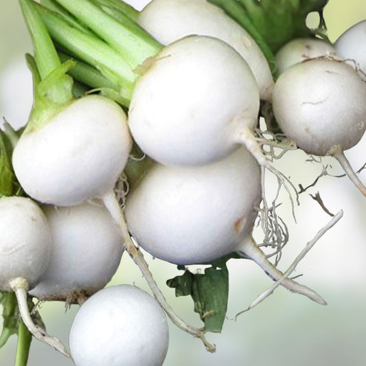 Heirloom Turnip Seeds Non-GMO White Egg Vegetable Seeds Brassica rapa for Gardening and Cooking