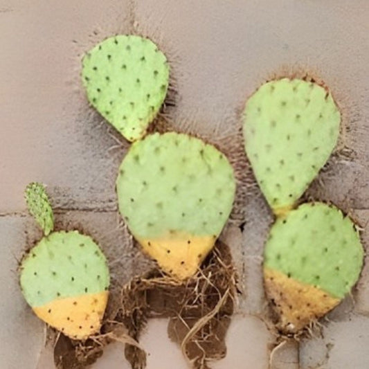 Live Rooted Cactus Pad Cuttings Set of 3 – Opuntia Ssp. Prickly Pear Cactus Segments for Planting and Propagation