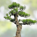 Bonsai Tree Seeds 5 Varieties Non-GMO Heirloom Starter Seeds for Indoor Outdoor Gardening - Fast Growing