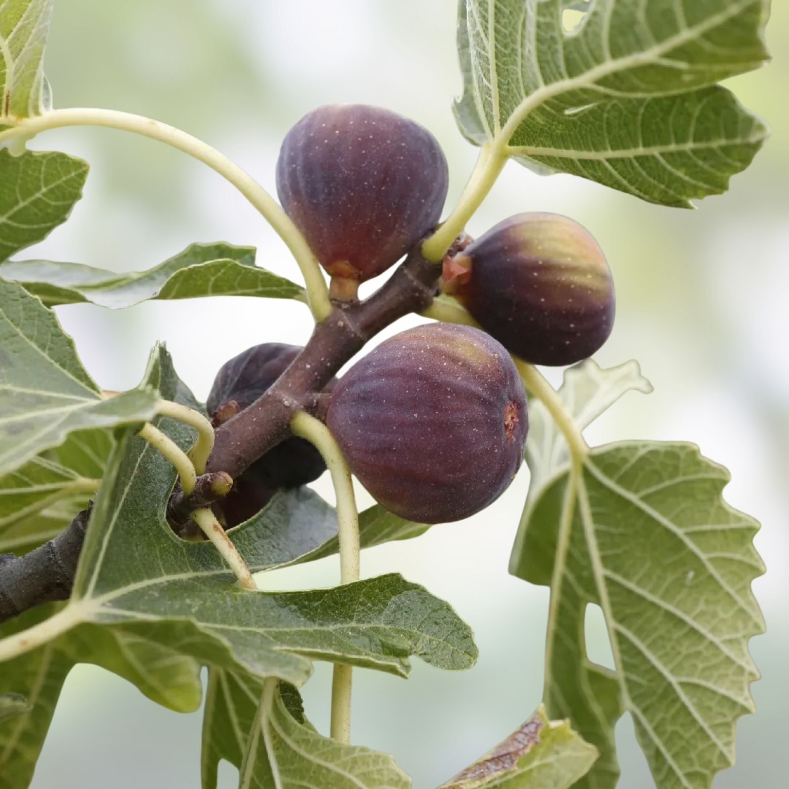 Amore Fig Tree Cuttings Ficus carica Edible Fruit Plant Starter Live Houseplant for Garden