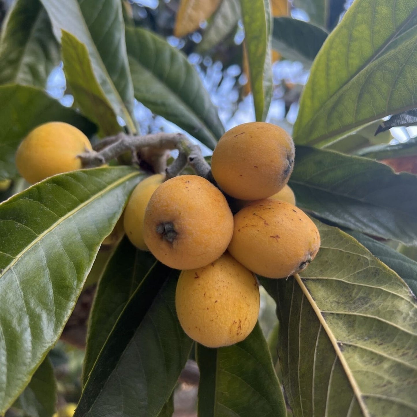 Large Eriobotrya japonica Loquat Tree 12" Rooted Live Plant, Early Red Variety, Strong Stem, Bare Root or Starter Plant